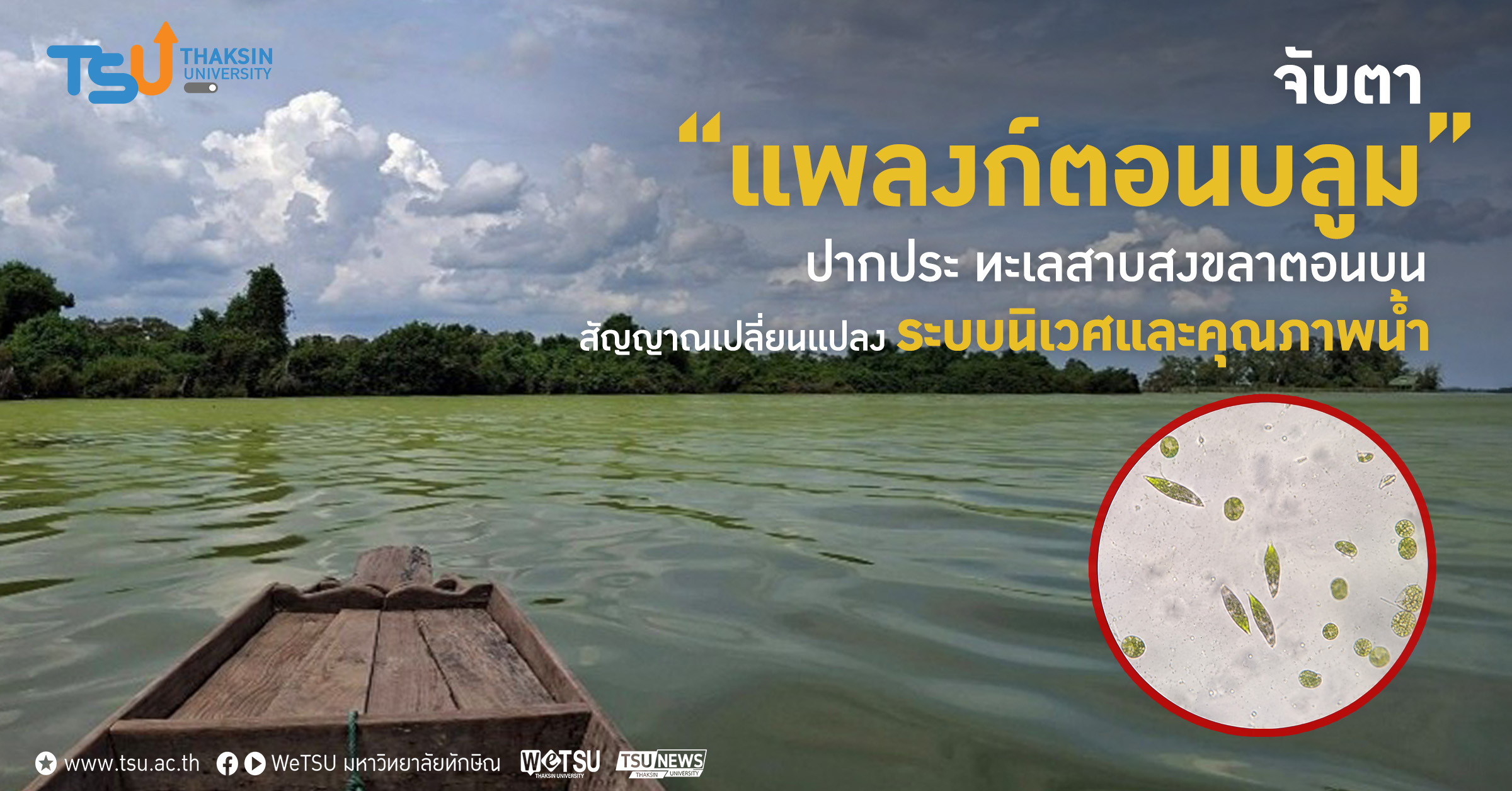 จับตา แพลงก์ตอนบลูม ปากประ ทะเลสาบสงขลาตอนบน สัญญาณเปลี่ยนแป