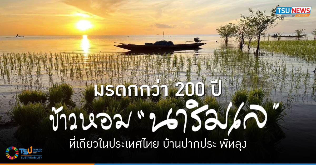 มรดกกว่า 200 ปี ข้าวหอมนาริมเล ที่เดียวในประเทศไทย บ้านปากประ พัทลุง