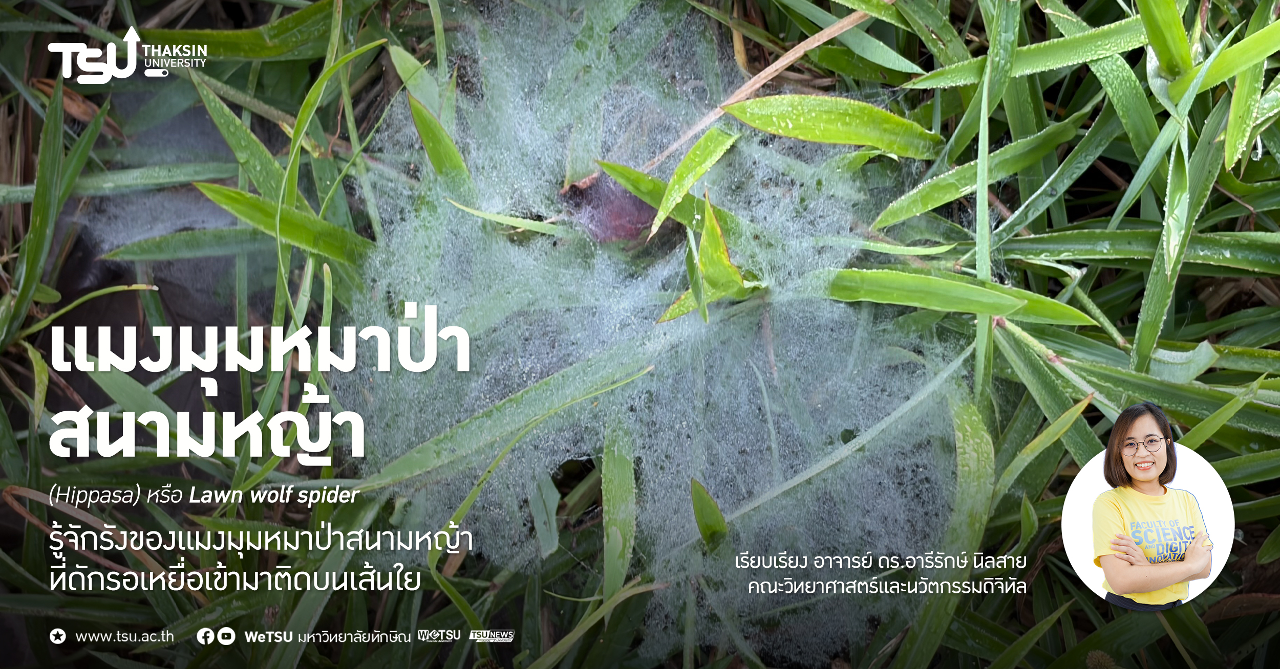 แมงมุมหมาป่าสนามหญ้า รู้จักรังของแมงมุมหมาป่าสนามหญ้า ที่ดัก