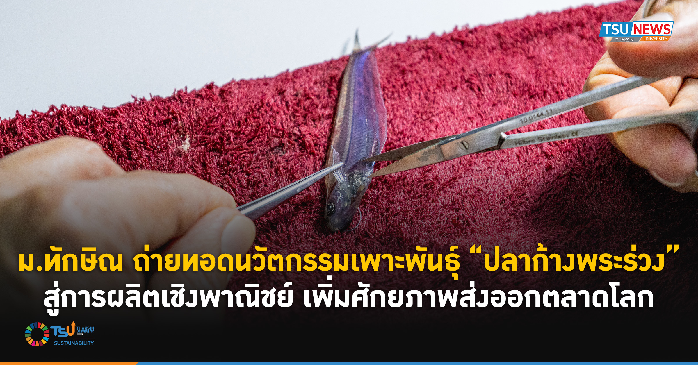 ม.ทักษิณ ถ่ายทอดนวัตกรรมเพาะพันธุ์ ปลาก้างพระร่วง สู่การผลิตเชิงพาณิชย์ เพ