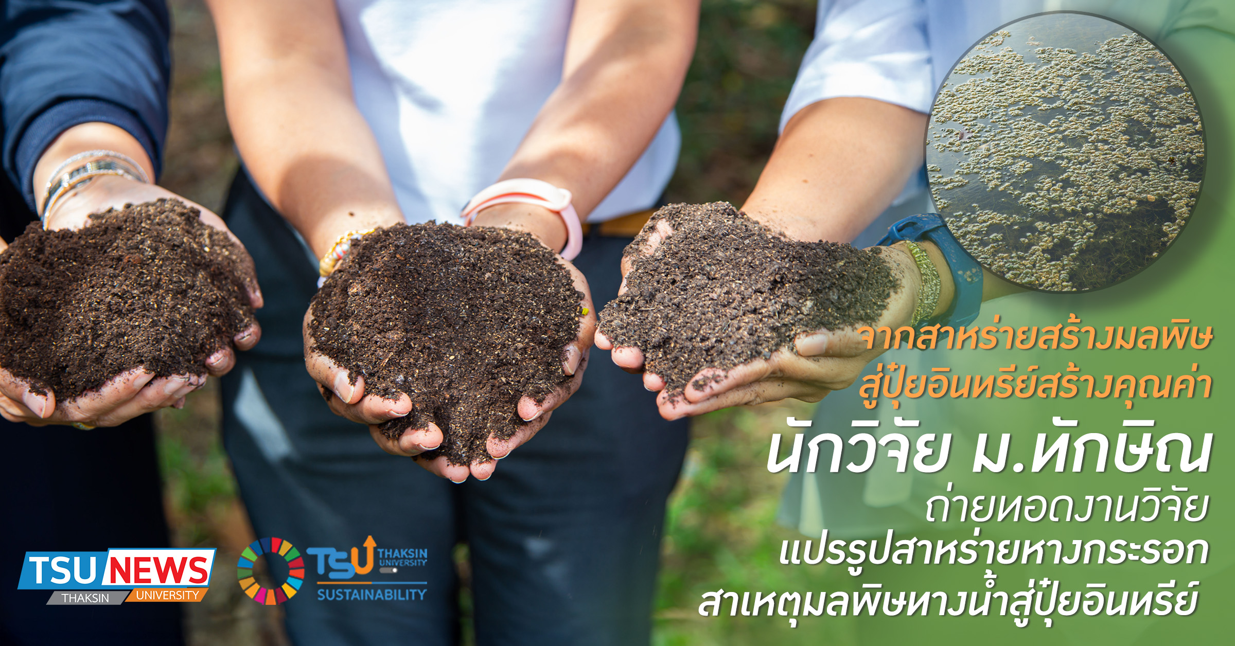 จากสาหร่ายสร้างมลพิษ สู่ปุ๋ยอินทรีย์สร้างคุณค่า  นักวิจัย ม.