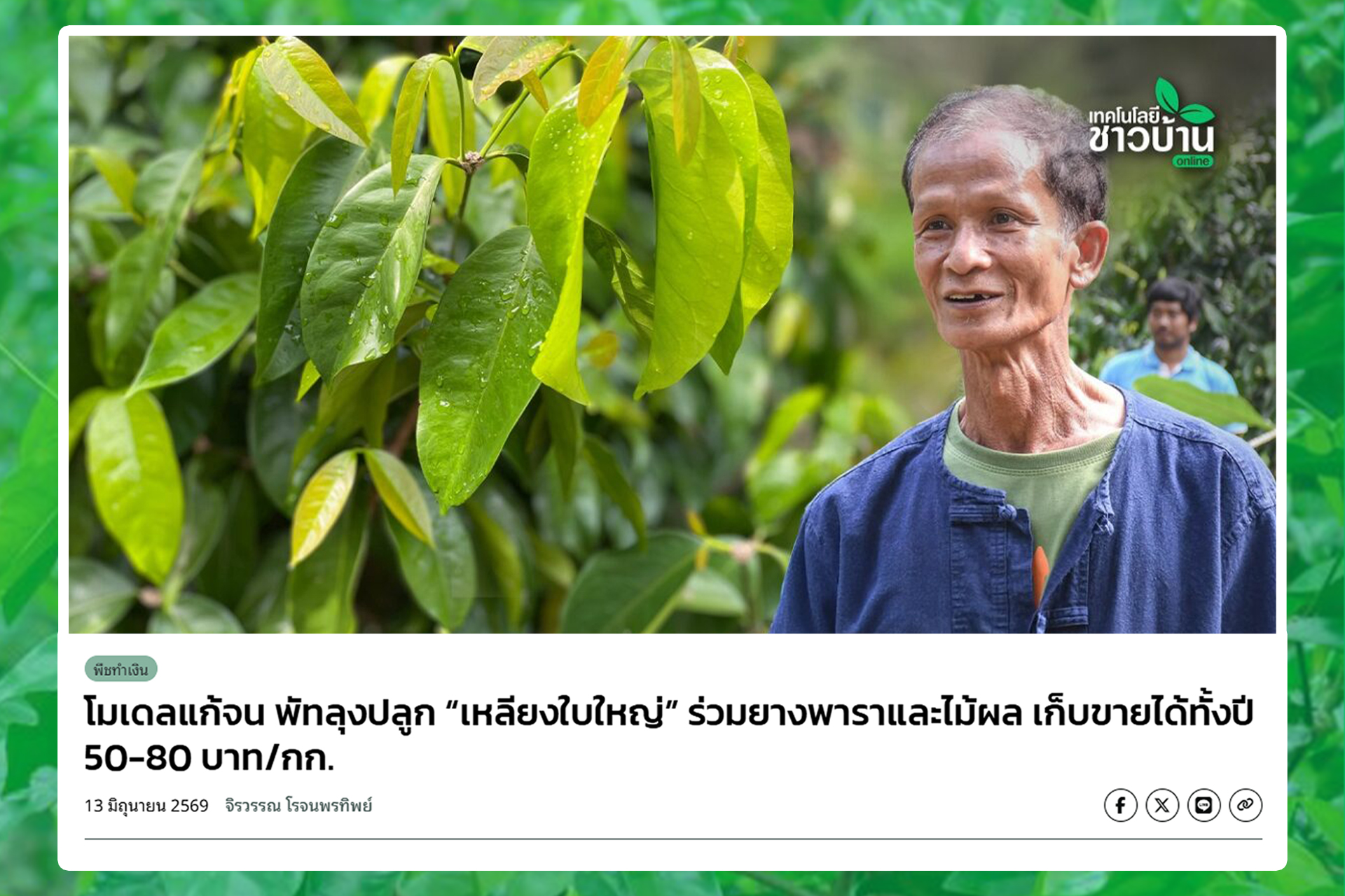 โมเดลแก้จน พัทลุงปลูก เหลียงใบใหญ่ ร่วมยางพาราและไม้ผล เก็บขายได้ทั้งปี 50-80 บา